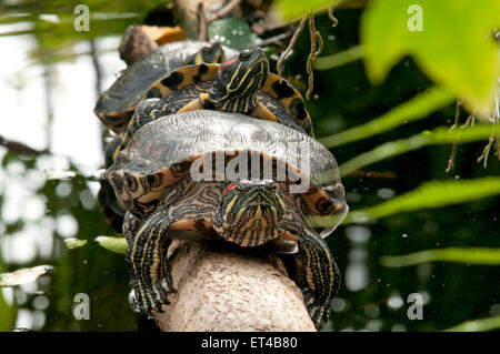 two turtles mating on tree trunk Stock Photo