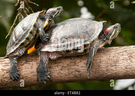 two turtles mating on tree trunk Stock Photo