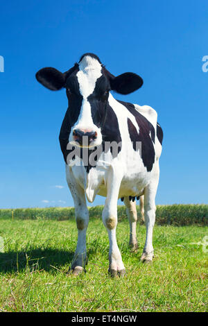 cow in the green grass and blue sky Stock Photo