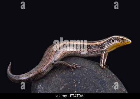 Gran Canaria Skink - Chalcides Sexlineatus Stock Photo - Alamy