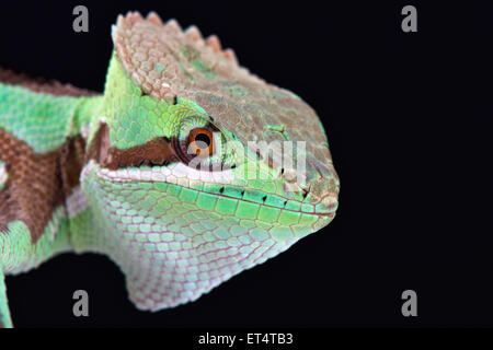 Serrated casquehead iguana (Laemanctus serratus) Stock Photo