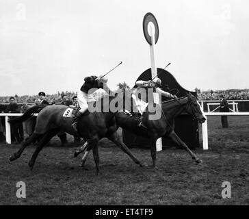 Grand National 1954, won by ROYAL TAN and Bryan Marshall,  Aintree, Liverpool, Saturday 27th March 1954. Stock Photo
