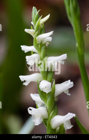 Autumn blooms of the fragrant ladies tresses orchid, Spiranthes cernua var. odorata 'Chadds Ford' Stock Photo