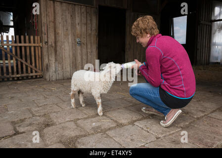 Woman feeding lamb with bottle Bavaria Germany Stock Photo