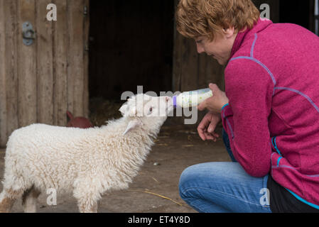 Woman feeding lamb with bottle Bavaria Germany Stock Photo