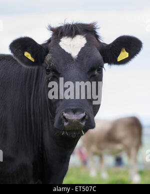 love heart marking on cow in field Stock Photo