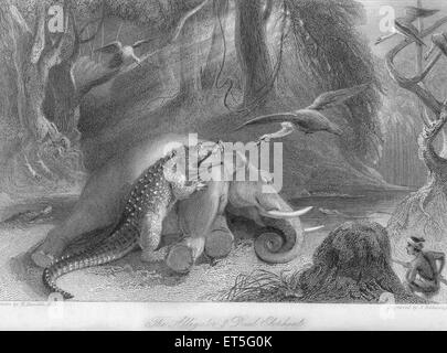 Alligator killing elephant, India, Asia, Asian, Indian, old vintage 1800s steel engraving Stock Photo