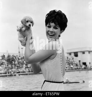 Diane Westbury, 21 from Cheshire, Heat Winner, Miss Great Britain Competition, Morecambe, 18th August 1965. Pictured with surprise gift of a poodle. Stock Photo