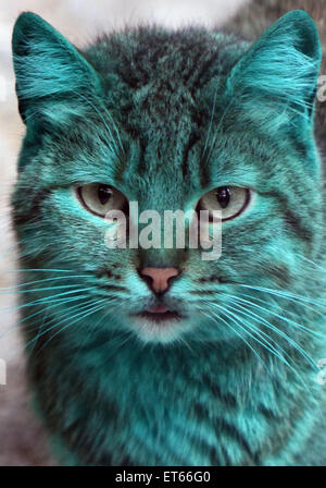 The Green cat is back! After the Green cat has been missed for a