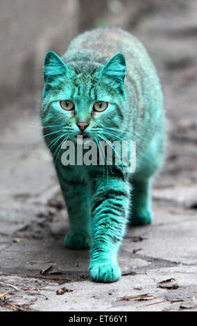 The Green cat is back! After the Green cat has been missed for a