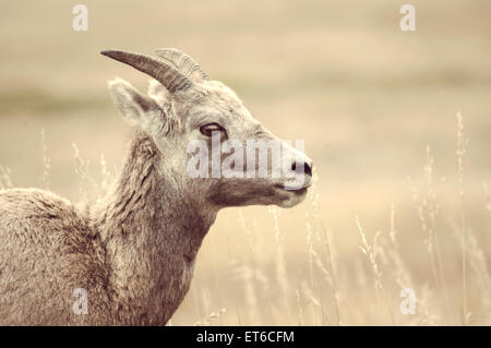 The profile of an adult bighorn sheep in the prairie. Stock Photo