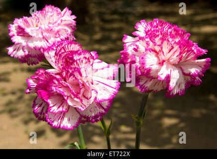 Three big flowers garden carnation of white and pink mixed coloures, horizontal. Stock Photo