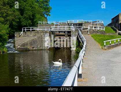 Swan at Dobson Locks, Leeds-Liverpool Canal near Apperley Bridge, West Yorkshire, England UK Stock Photo