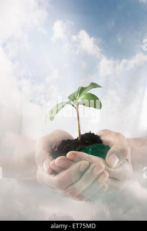Man's hands holding a seedling, Bavaria, Germany Stock Photo