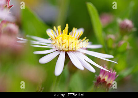 Close-up of an Aster macrophyllus 'Twilight' (common name Michaelmas daisy) Stock Photo
