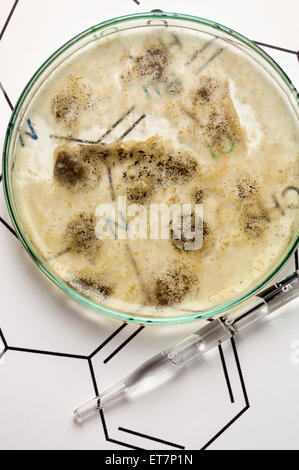 Healthcare And Medicine,Glassware,Laboratory Glassware,Utensil,,Petri Dish Stock Photo