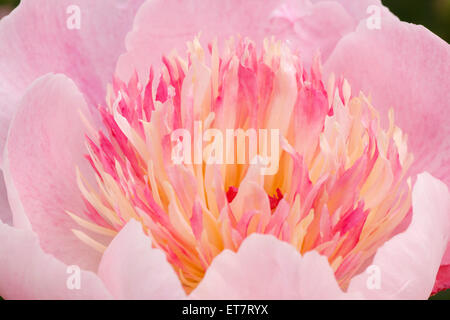 close up of pink peony flower Stock Photo