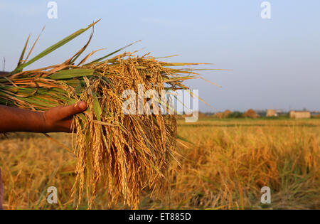 Hand holding a bunch of newly harvested paddy in field Stock Photo