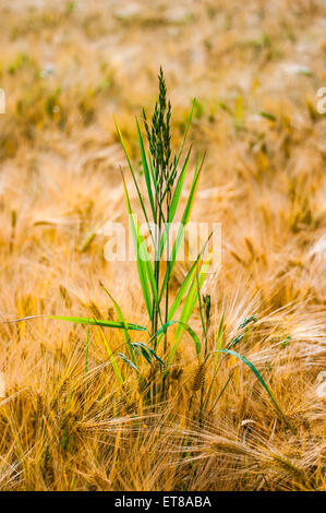 Wild grass growing in field of Winter Barley - France. Stock Photo