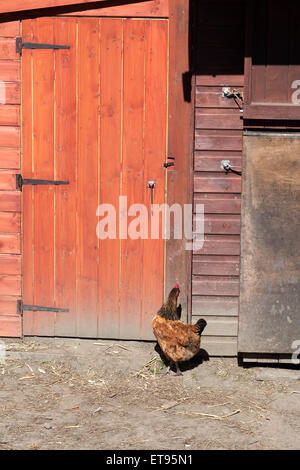 Chicken in farmyard, Norland, West Yorkshire Stock Photo