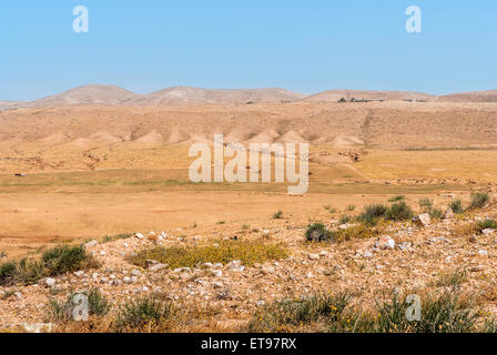 Negev desert, camels in the background, Israel Stock Photo