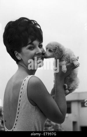 Diane Westbury, 21 from Cheshire, Heat Winner, Miss Great Britain Competition, Morecambe, 18th August 1965. Pictured with surprise gift of a poodle. Stock Photo