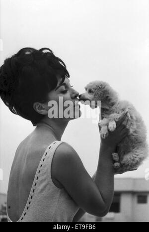 Diane Westbury, 21 from Cheshire, Heat Winner, Miss Great Britain Competition, Morecambe, 18th August 1965. Pictured with surprise gift of a poodle. Stock Photo