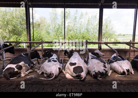 black and white cows lie in open stable with green background Stock Photo