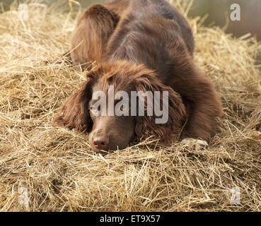 Brown Cocker Spaniel puppy on a haystack Stock Photo