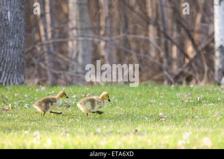A pair of determined baby Canadian Geese (branta canadensis) walking through a park in the Spring.  Selective focus on geese. Stock Photo