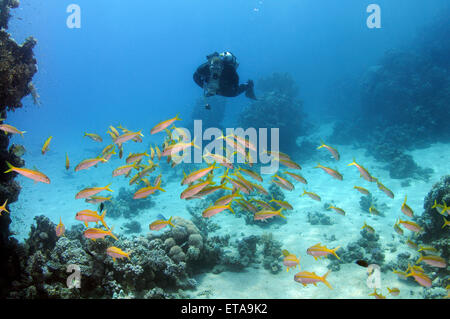 Diver swims through a School of Yellow-edged lyretail or lyretail grouper (Variola louti) near coral reef, Red sea, Marsa Alam, Stock Photo