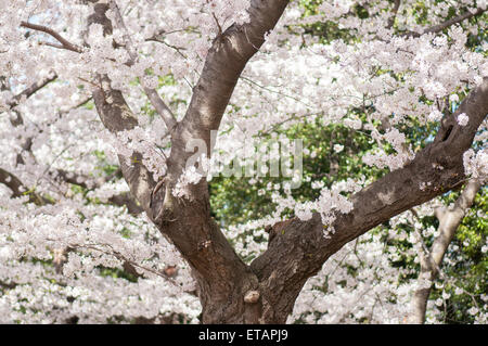 Spring cherry blossoms in Washington, DC Stock Photo