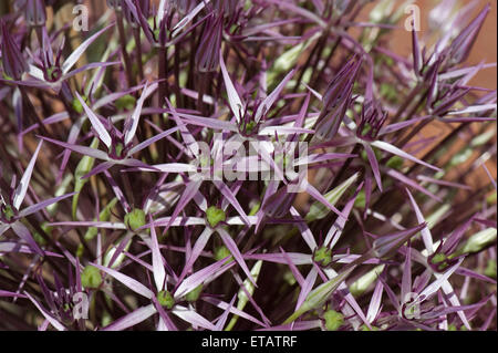 Star shaped flowers of Allium cristophii or star of Persia, purple lilac irridescent florets Stock Photo