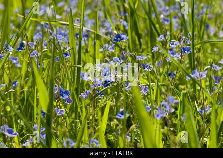 Bird's-eye sppedweel or germander speedwell, Veronica chamaedrys, blue flowers in grassland back lit by sunlight, Berkshire, Jun Stock Photo