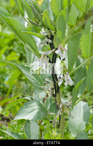 Large colony of black bean aphids, Aphis fabae, infesting a broad bean plant in flower, June Stock Photo