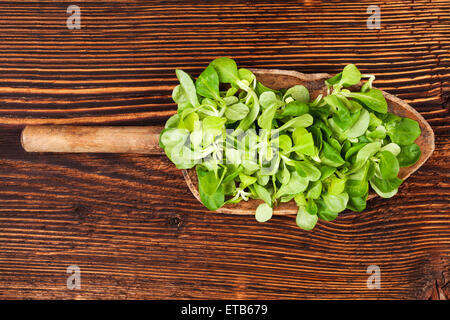 Fresh green field salad on wooden spoon on old wooden vintage background. Fresh salad, rustic vintage country style image. Stock Photo
