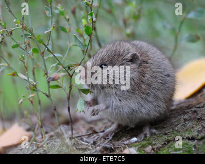 Common vole eats seeds of field grasses Stock Photo