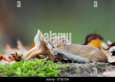 Striped Field Mouse (Apodemus agrarius) eats mushroom Stock Photo