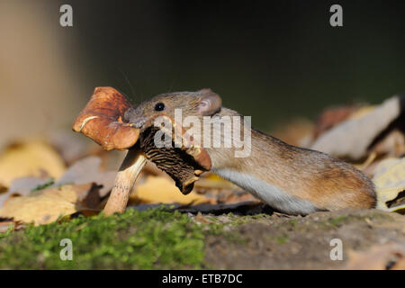 Striped Field Mouse at mushroom Stock Photo