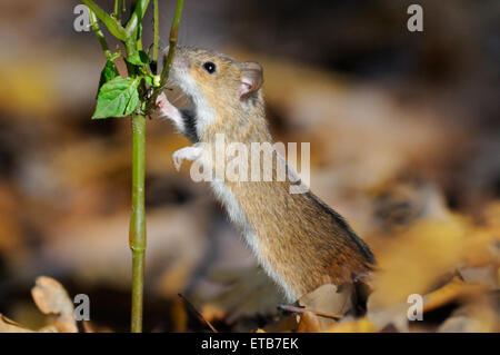 Striped Field Mouse eats Touch-me-not plant Stock Photo