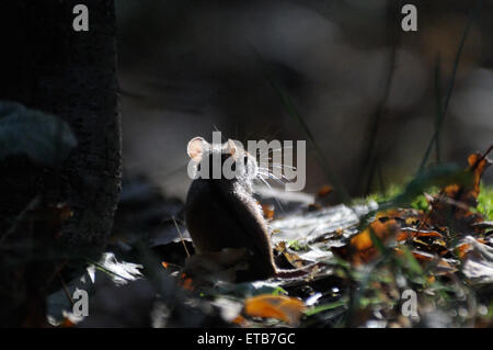 Striped Field Mouse in contrast light of dark forest Stock Photo