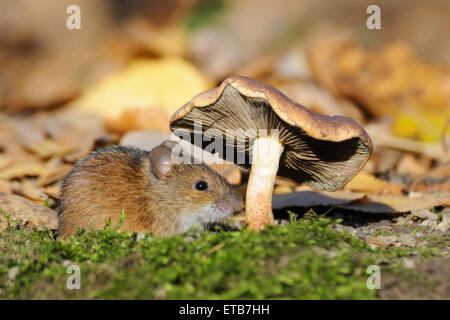 Striped Field Mouse under mushroom Stock Photo