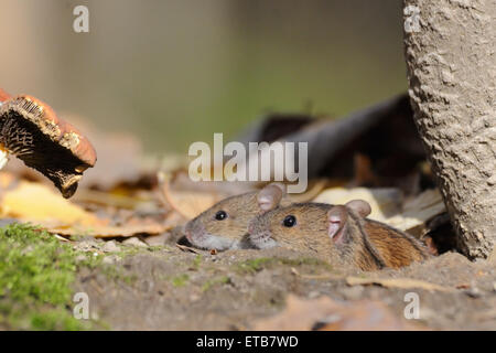 Striped Field Mice Apodemus agrarius in the burrow near mushroom Stock Photo