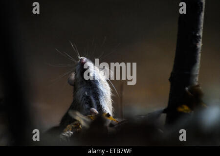 Striped Field Mouse Apodemus agrarius in dark forest Stock Photo