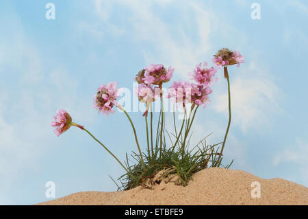 Thrift or Sea pink flowers growing in sand against a blue sky with wispy white clouds Stock Photo