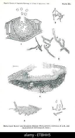 Leaf-Spot Disease of the Maple, Maple-Leaf Blight, and Sycamore Disease, Report of the Commissioner of Agriculture, US Dept of Agriculture, Illustration,  1888 Stock Photo