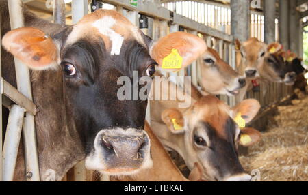 Jersey cows in a feeding barn at a diary farm in the Peak District National PArk Derbyshire UK Stock Photo