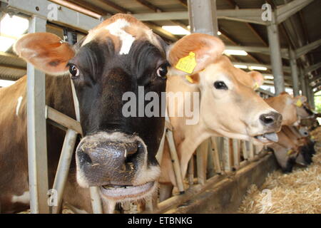 Jersey cows feed indoors at a dairy farm in the PEak District Derbyshire England UK Stock Photo