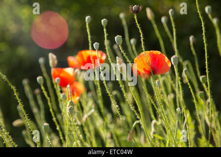 Orange Poppies and flower stems rise up towards the sun with lens flare. Stock Photo