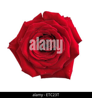 Big red rose single flower isolated on white background with clipping path Stock Photo